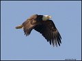 _0SB8814 american bald eagle